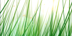 Abstract Grassroots Begin dark ember fire red yellow 3d motion graphics