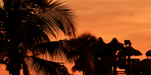 Beach Sunset boat palm sunset tree water