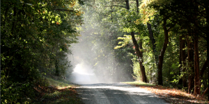 Between Trees dust leaf road sun