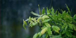 Plant drop foliage green rain water