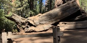 Cut Tree dirt handrail log shadow tree