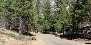 Divided Road cement road rock shrub tree