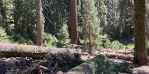 Fallen Trail branches dirt log shadow tree