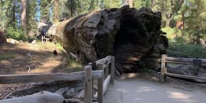 Fallen Trunk dirt handrail log shadow tree