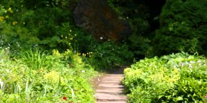 Garden Walkway flower grass plant tree