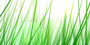 flower grass green light stalks