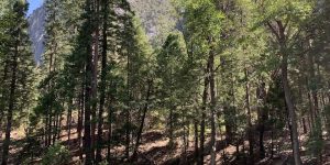 Kings River pine river rock tree water