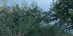 Lake View dirt grass lake tree wood