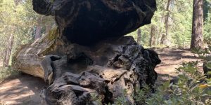 Michigan Tree Root dirt handrail log sign tree