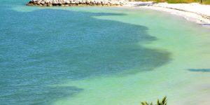 Ocean View electricity palm sand tree water