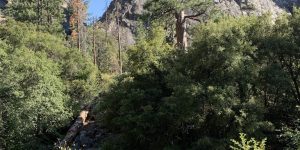 Overpass bridge rail river rock tree