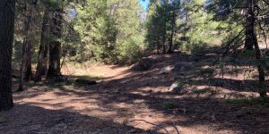 Path branch leaf rock trail tree