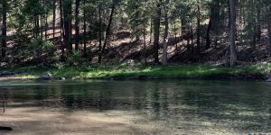 River Beach pine river rock tree water
