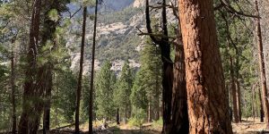 Shadow Walkway branch leaf rock trail tree