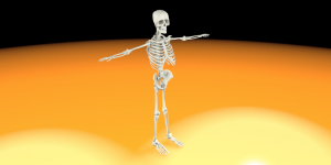 Skeleton