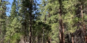 Tall Pines branch leaf rock trail tree