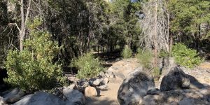 Trail branches dirt rock shadow tree