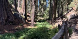 Trail Railing fence stump trail tree walkway
