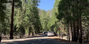 Tree Parking car road shadow sign tree