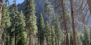 Tree Tall branch leaf rock trail tree