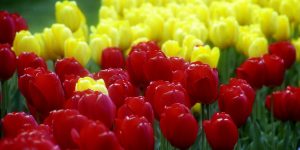 Tulips flower greenery red tulip yellow