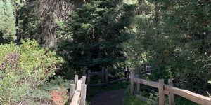 Walkway In Bushes fence shrub trail tree