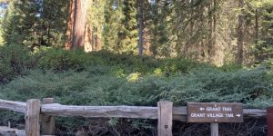Which Way fence shrub sign trail tree