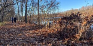 autumn blue branches day forest leaves people Sky sunny trail trees walking
