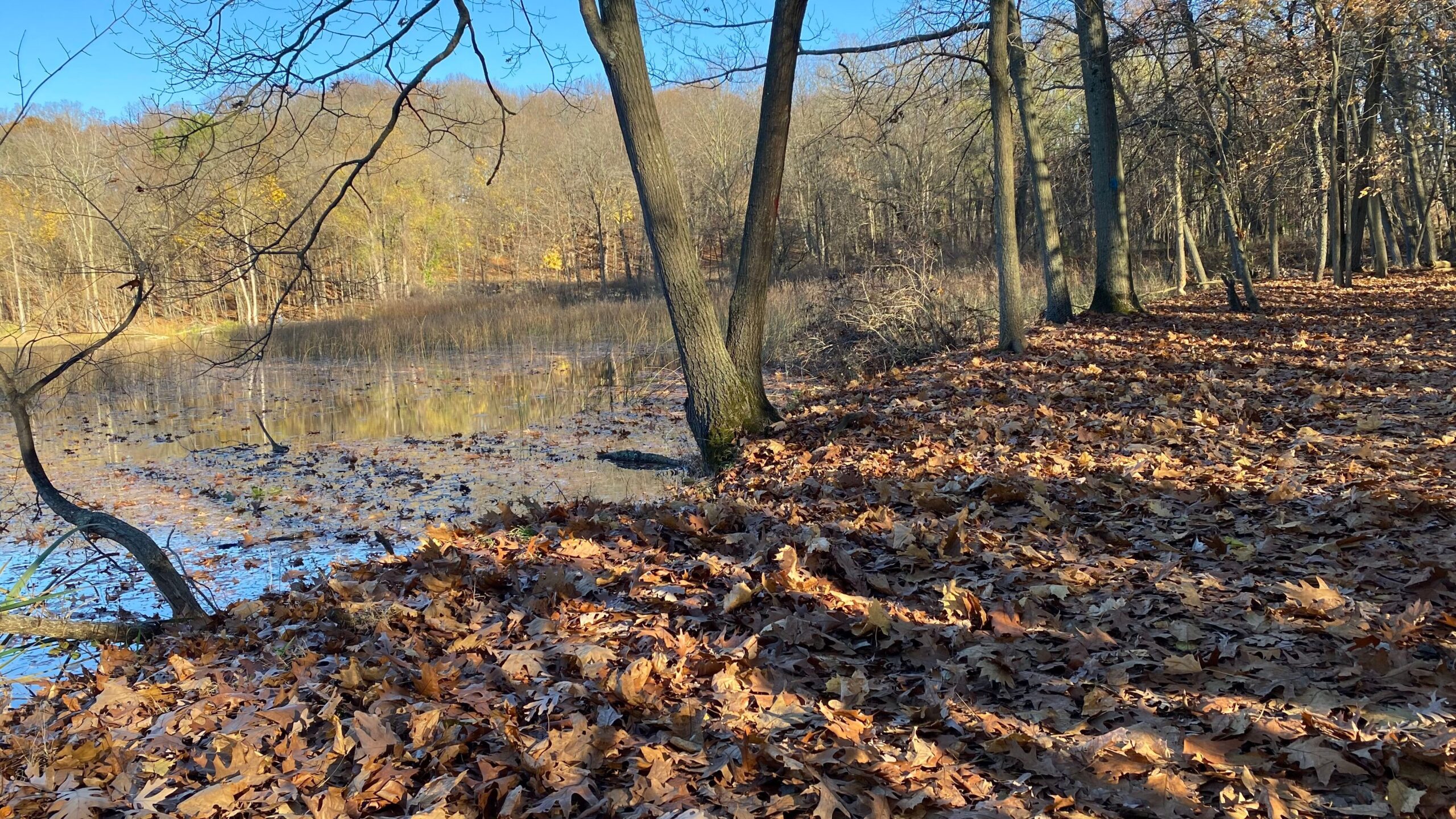 Autumn_Trail_4_Landscape_4032 x 2268