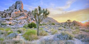 Dry Desert sunset rock