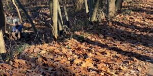 autumn fall forest lake leaves man nature path trail