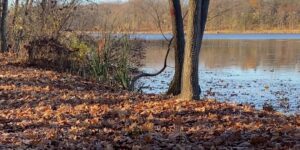 autumn fall forest lake nature pond trail