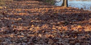 autumn fall forest leaves man nature trail walk walker