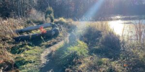 autumn fall forest grass lake marsh nature pond sunny water