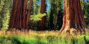 Green Forest grass blue sky tress