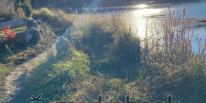 Tree  Sunset silhouette person reading peaceful mountains river ocean blue (Copy)
