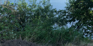 lake daytime trees sunny day time portrait