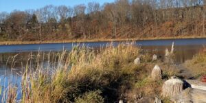 autumn fall forest grass lake pond water