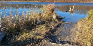 River Path tree sunny day