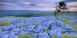 Rocky Path grass sunset purple sky branch tree land town