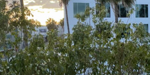 building sunset palm trees city