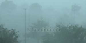 Short Hurricane Storm electricity palm pole tree wind