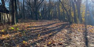 Sunny Trail leaf autumn branch woods daytime