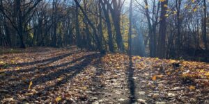 Sunny Trail leaf autumn branch woods