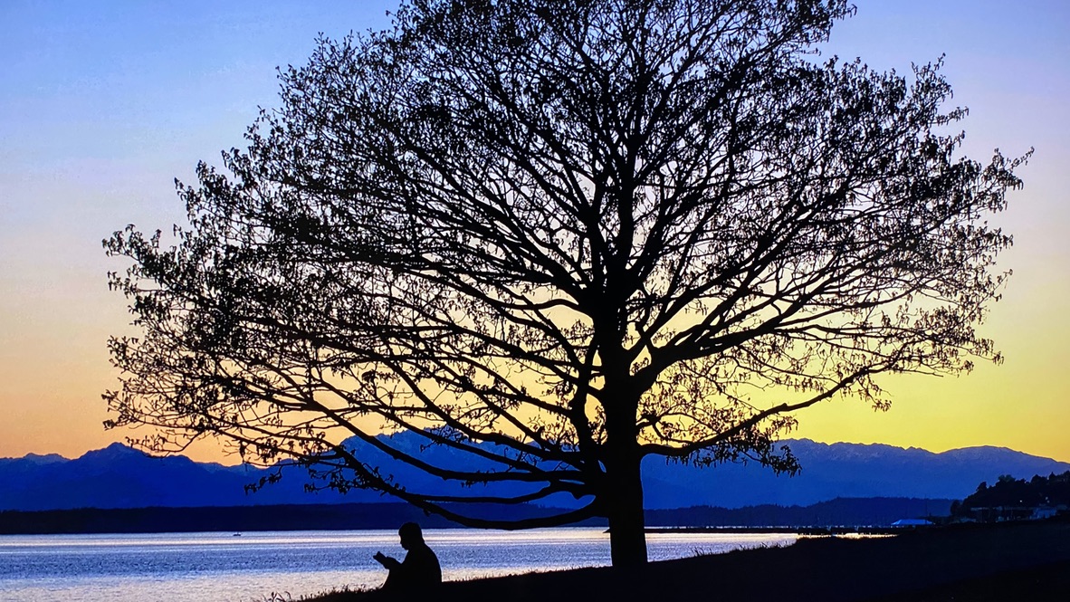 Tree_Sunset_Landscape_1182 x 665
