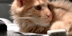 Cat Purring book desk nap orange cat