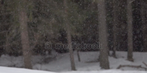 Dust of Snow falling grass snow tree white