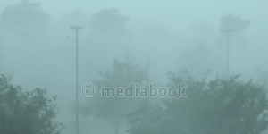 Hurricane Storm electricity palm pole tree wind