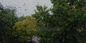 Window Rain grass moving park tree wind