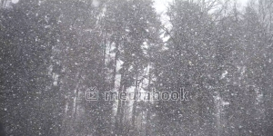 Windy Snow falling Sky snow tall tree